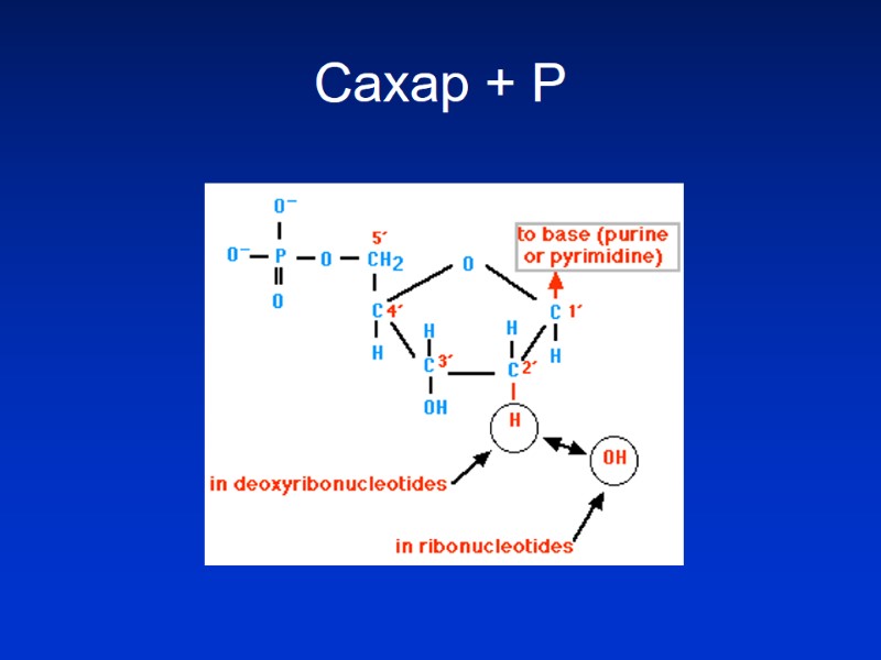 Сахар + Р Сахар + Р